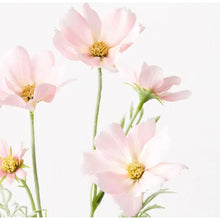 Load image into Gallery viewer, Cosmos Spray - Light Pink