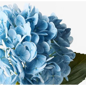 Hydrangea - Light Blue