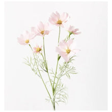 Load image into Gallery viewer, Cosmos Spray - Light Pink