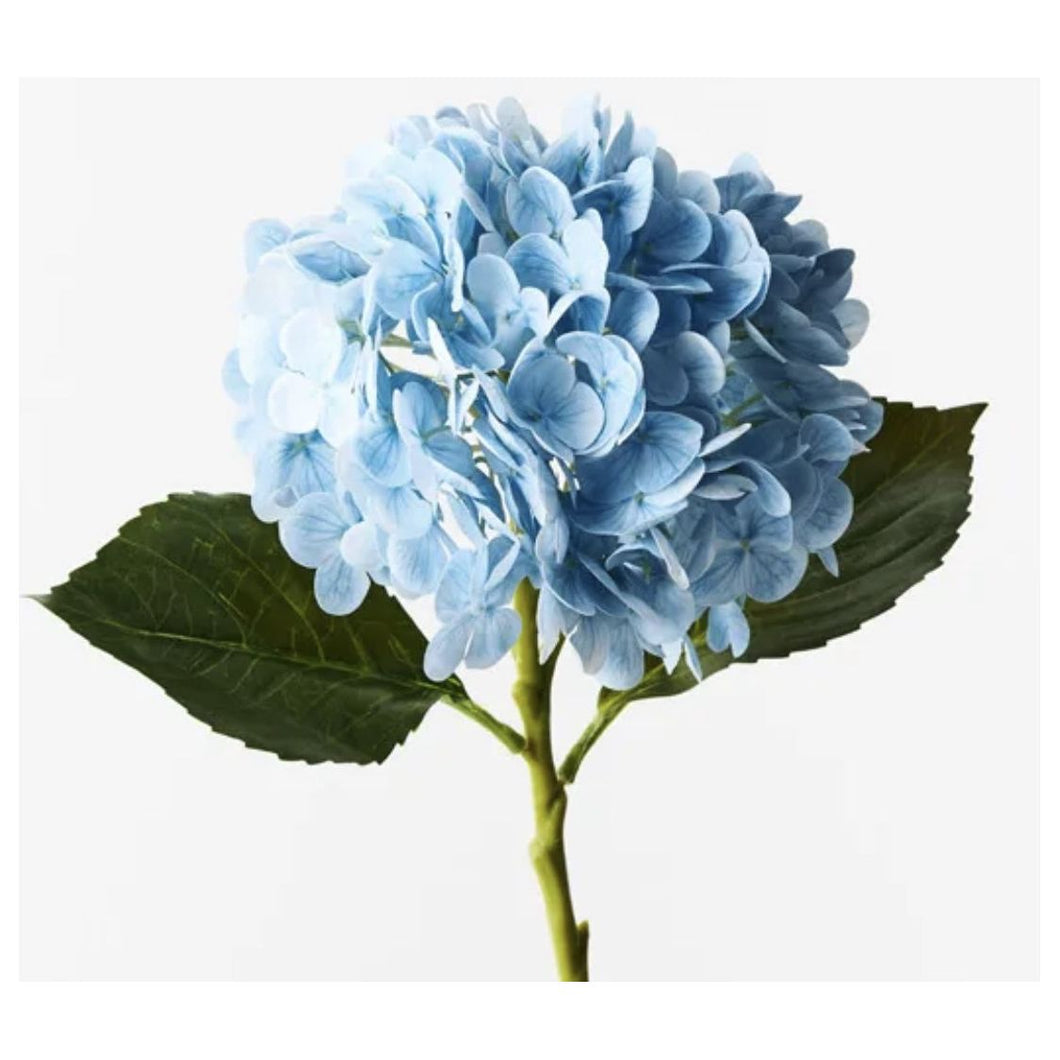 Hydrangea - Light Blue